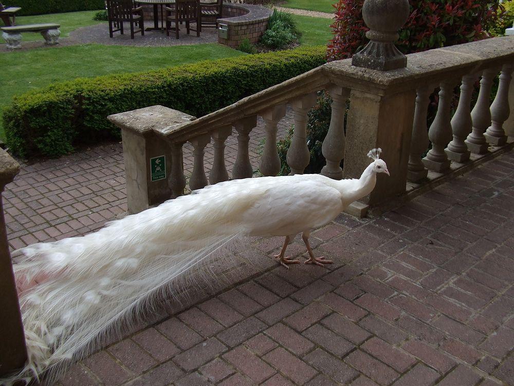 Hotel Pendley Manor Tring Zewnętrze zdjęcie